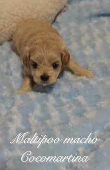 Adorable cachorro de Maltipoo de color marrón claro de CocoMartina, criador profesional de Maltipoo en Sevilla.