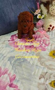 Beautiful red Toy Poodle female puppy from Cocomartina, a red Toy Poodle breeder in Seville, Spain.