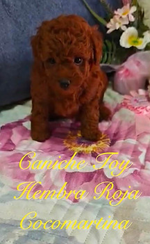preciosa cahorrita de caniche toy hembra de color rojo de cocomartina, criadero de caniche rojo de sevilla