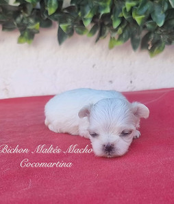 Lindo cachorro macho de Bichon Maltês de cor branca da CocoMartina, criadouro de Sevilha.