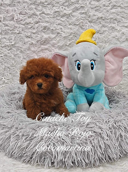 Precioso cachorro macho de Caniche Toy rojo intenso, con pelaje rizado y brillante, criado por Cocomartina, criadero especializado en Caniche Toy de raza pura.