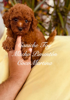 precioso cachorro de caniche toy hembra de color rojo pimenton sobre un cojin de color amarillo suave en un fondo de plantas verdes
