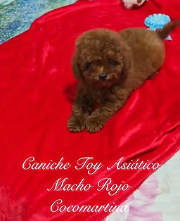Spectacular male Asian-style Toy Poodle puppy available for adoption.