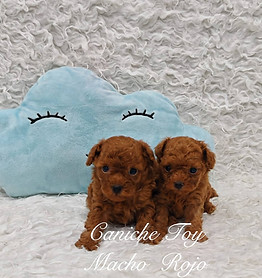 Beautiful red male Toy Poodle puppy from Cocomartina, a red Poodle breeder in Andalusia.