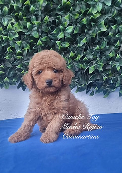 Precioso cachorro macho de Caniche Toy rojizo intenso, con pelaje rizado, suave y brillante, de Cocomartina, criadero especializado en Caniches Toy de raza pura en Sevilla.