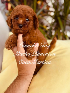 precioso cachorro de caniche toy hembra de color rojo pimenton sobre un cojin de color amarillo suave en un fondo de plantas verdes