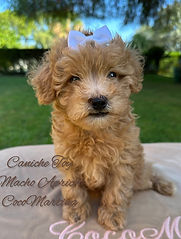 caniche toy macho apricot