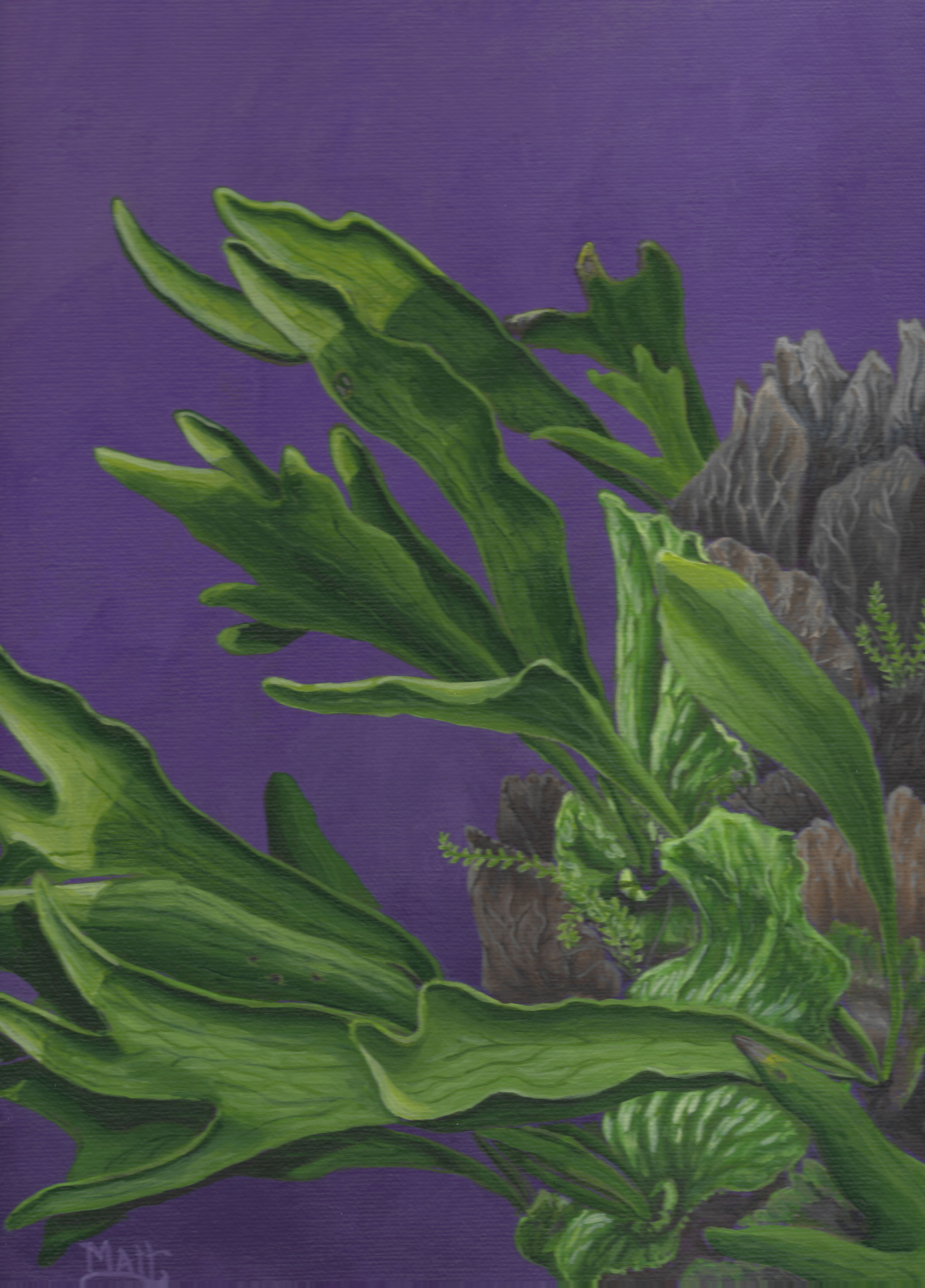 Mighty Epiphyte, 3" x 5" Note Cards (set of 3, with envelopes)