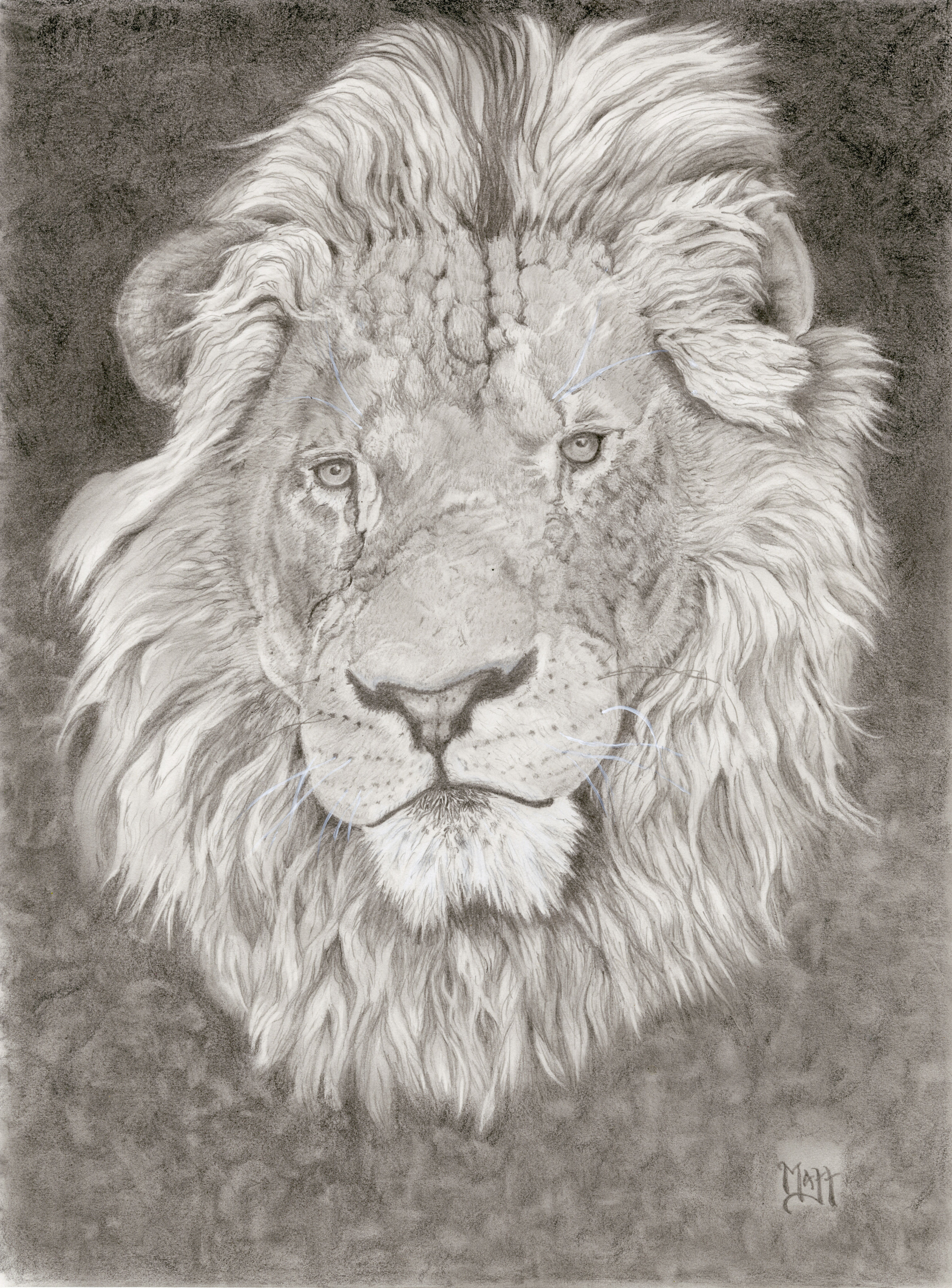 Portrait of a Lion, 3" x 5" Note Cards (set of 3, with envelopes)