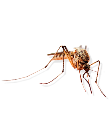 Qdenga - reserva de doses (Feed) (1).png