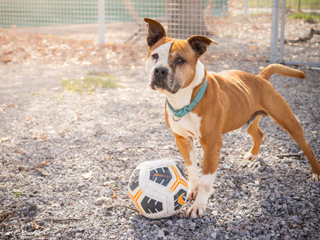 Boss, x Staffordshire Terrier né en Juin 2015