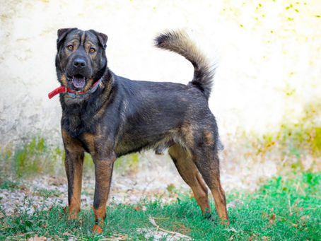 Gandull, Sharpei x Berger né en Décembre 2023