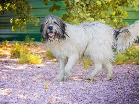 Baloo, Griffon x Patou né en 2022 
