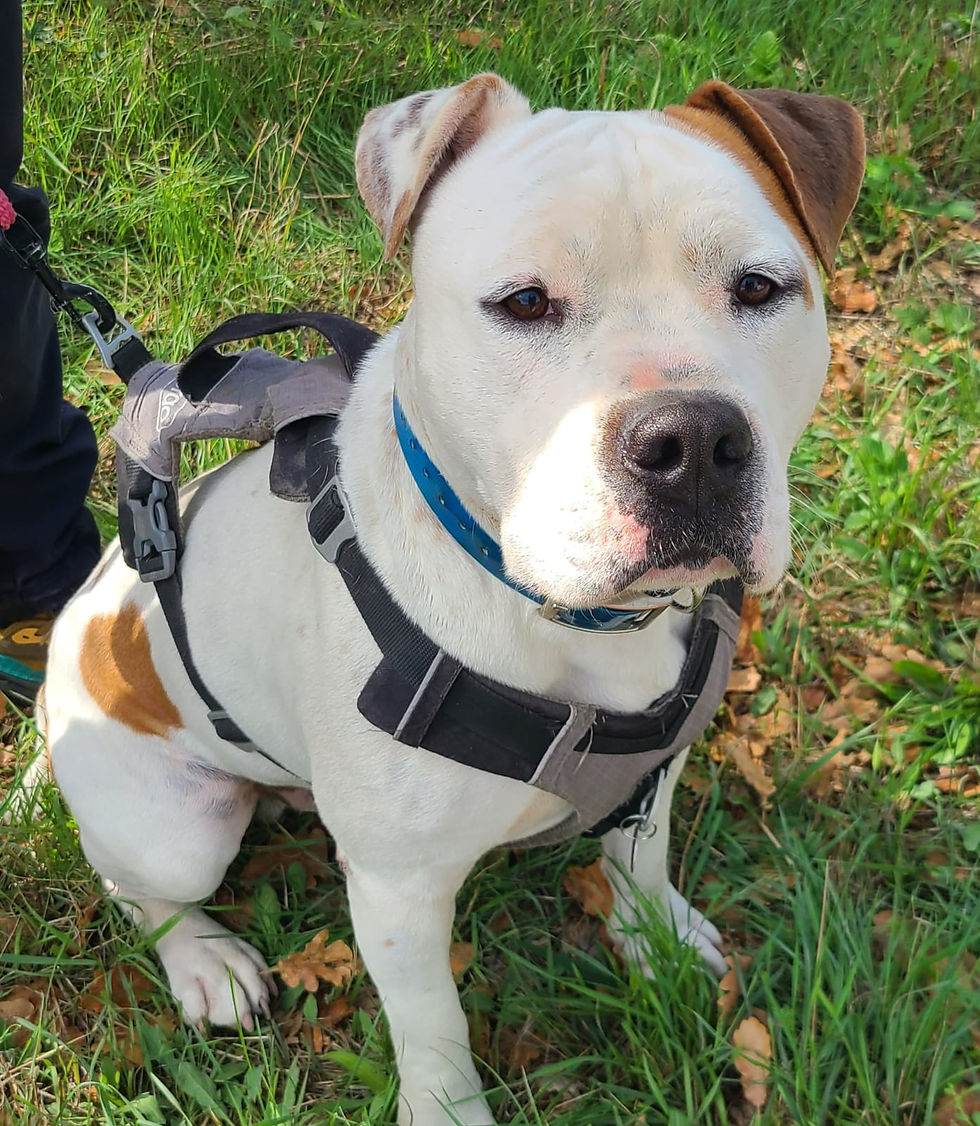 Simba, x American Staffordshire Terrier  né en Septembre 2022