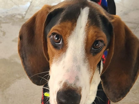 Rio, x Ariégeois né en Décembre 2024 