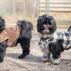 Sirius et Ulan, Shi Tzu nés en Juillet 2021 et Mars 2023