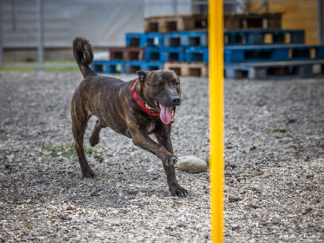 Volt, x Berger Staffie né en Mars 2023
