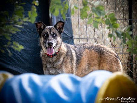 Raveyn, Husky x Malinois née en Janvier 2021