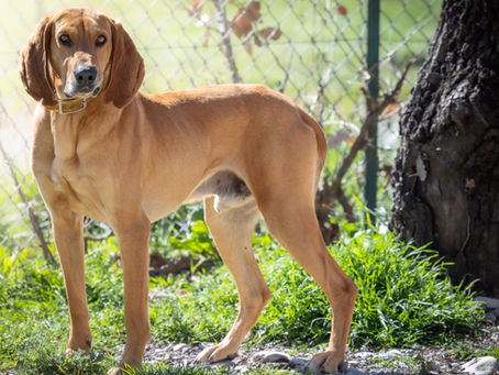 Nougat, x Briquet de Provence né en Janvier 2021