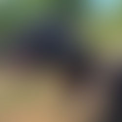 Nova, x Griffon Belge née en Septembre 2023