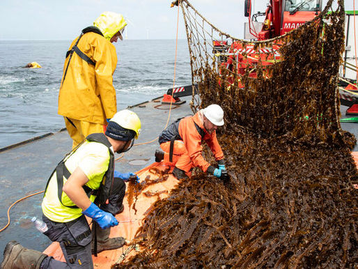 World-First Seaweed Harvest Unfolds at Offshore Wind Farm Backed by Amazon’s Climate Fund