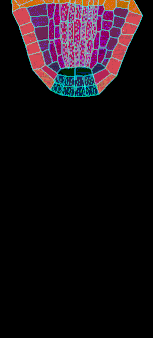 ezgif.com-resize_root.gif