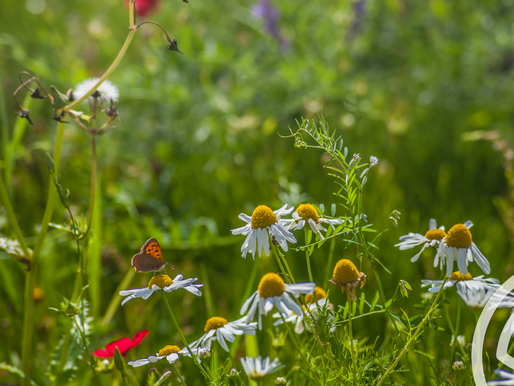 TNFD Reports Major Boost in Nature and Biodiversity Risk Reporting Commitment