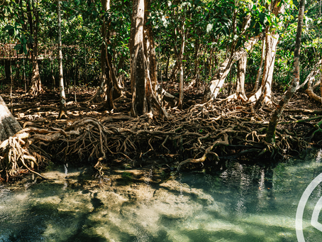 Good News From the Coast: The World's Mangroves Are Bouncing Back
