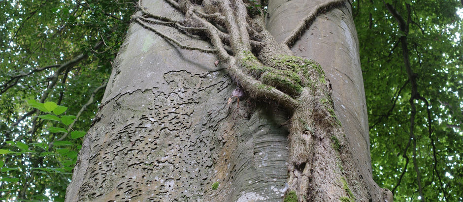 Vine Tree Cycle | July 11 - August 7