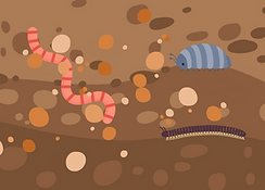 Soil.png