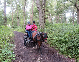 A dark chestnut pony being driven by a driver and coach sitting at the front of the carriage. They are carriage driving through some woods with greenery either side of the path