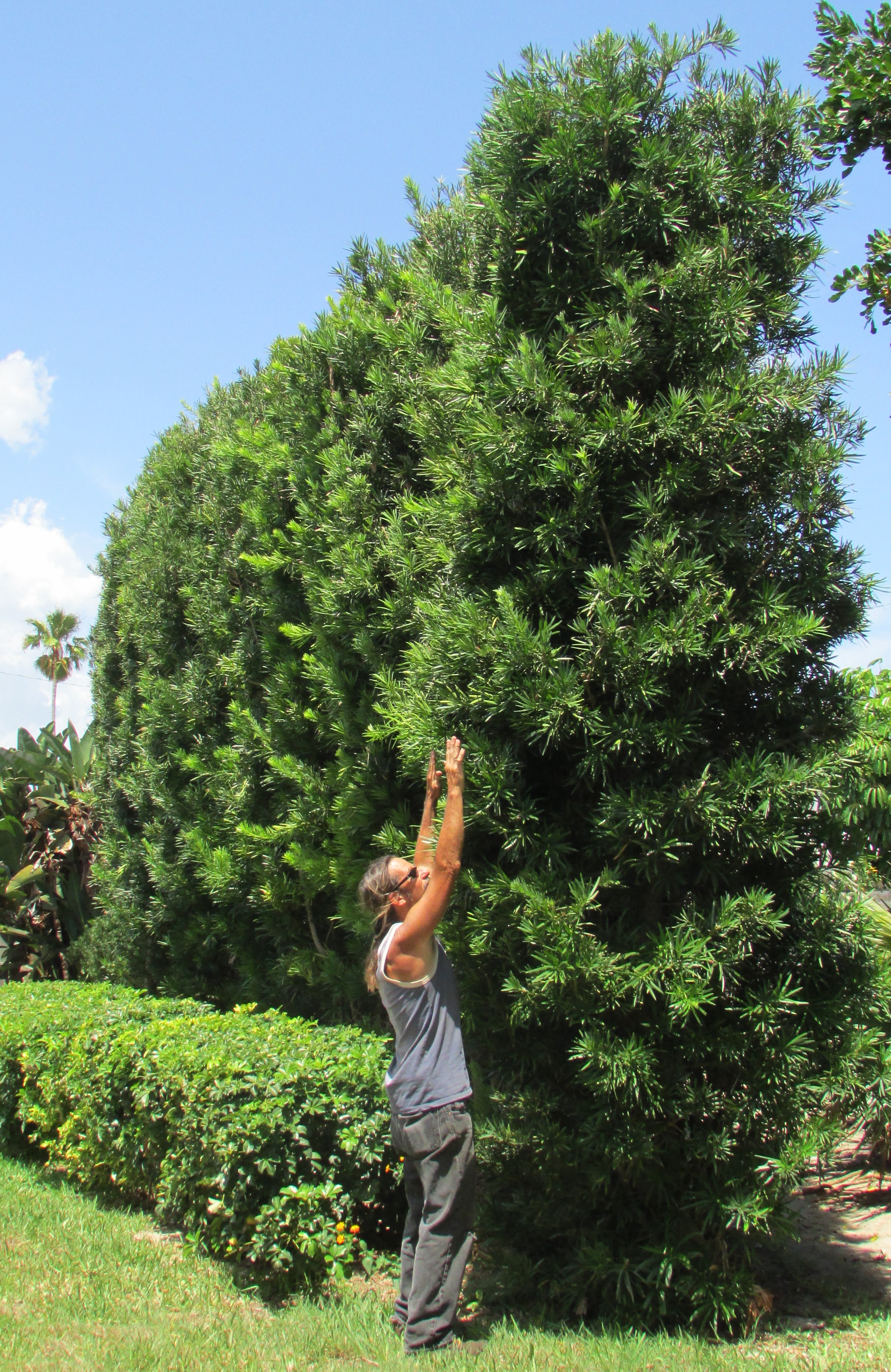 Home | Palm Garden Nursery and Landscaping, Inc.