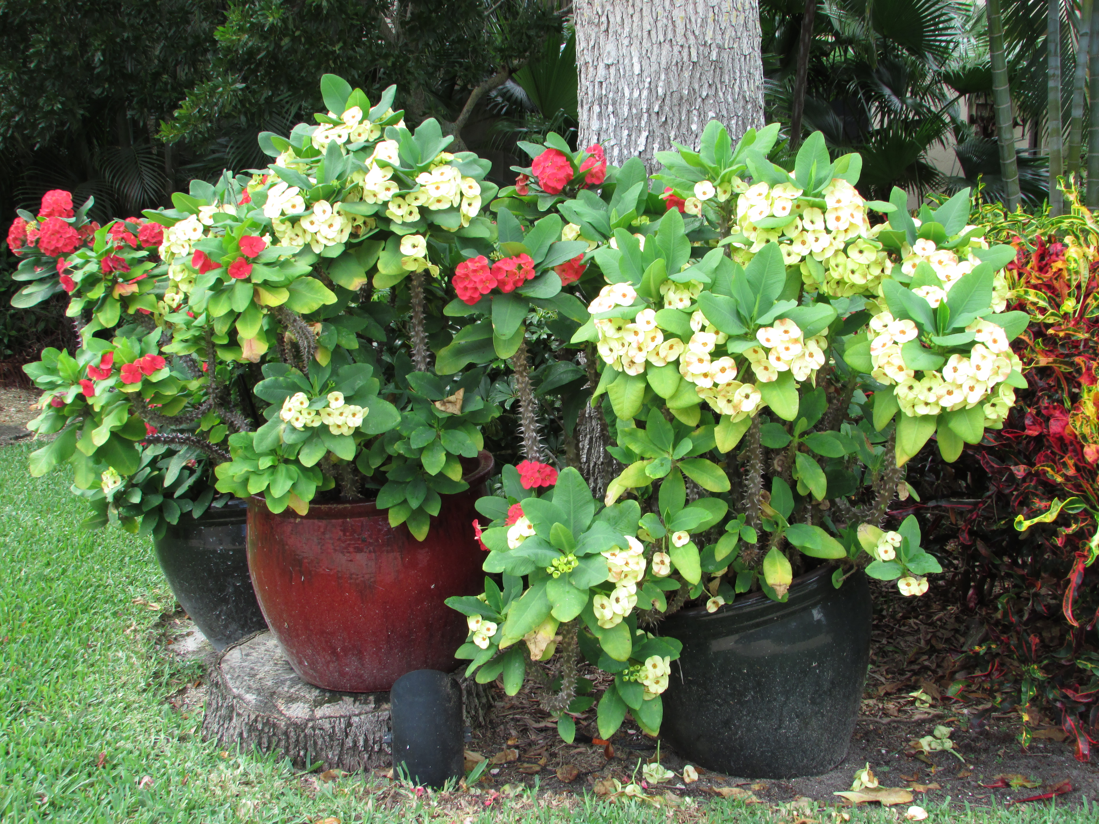 Home | Palm Garden Nursery and Landscaping, Inc.