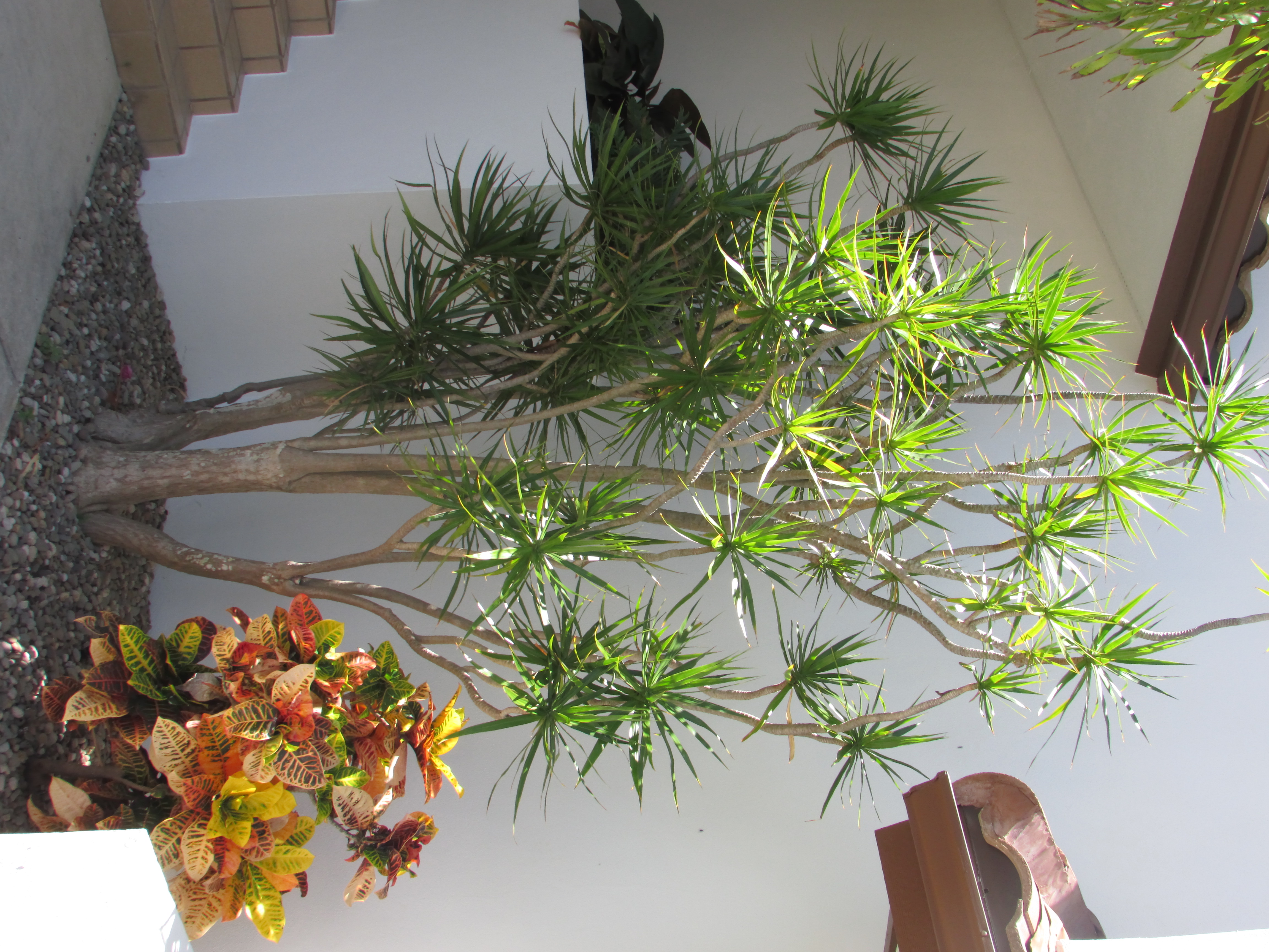 Home | Palm Garden Nursery and Landscaping, Inc.