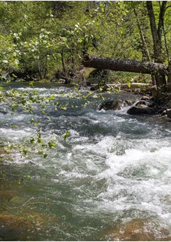 A fast-flowing river through a lush green forest.
