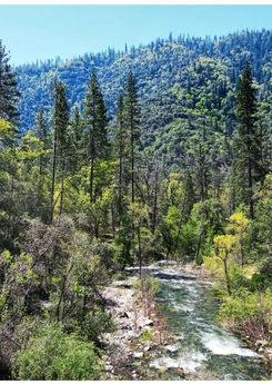 Lush green forest with a flowing river and mountain view