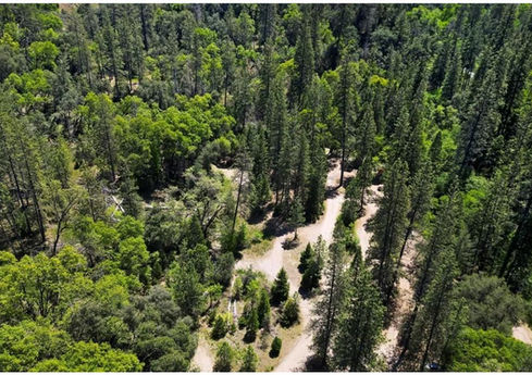 Aerial view of a lush green pine forest with dirt paths.