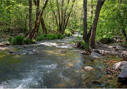 A stream flowing through a lush green forest with rocks.