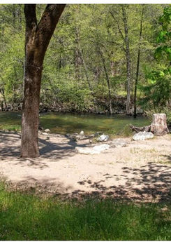 Sandy riverbank surrounded by lush green trees