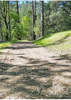 Dirt hiking trail through a sunny forest gallery.