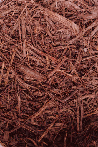 りよ☆さん提案価格 Microchilus tridax red 2株 りよ☆さん提案価格