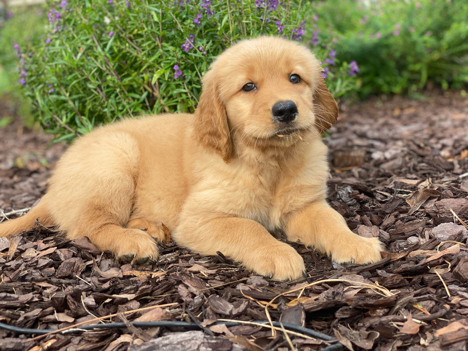 golden retriever puppy playing in the mulch at Golden Puppies in Louisiana