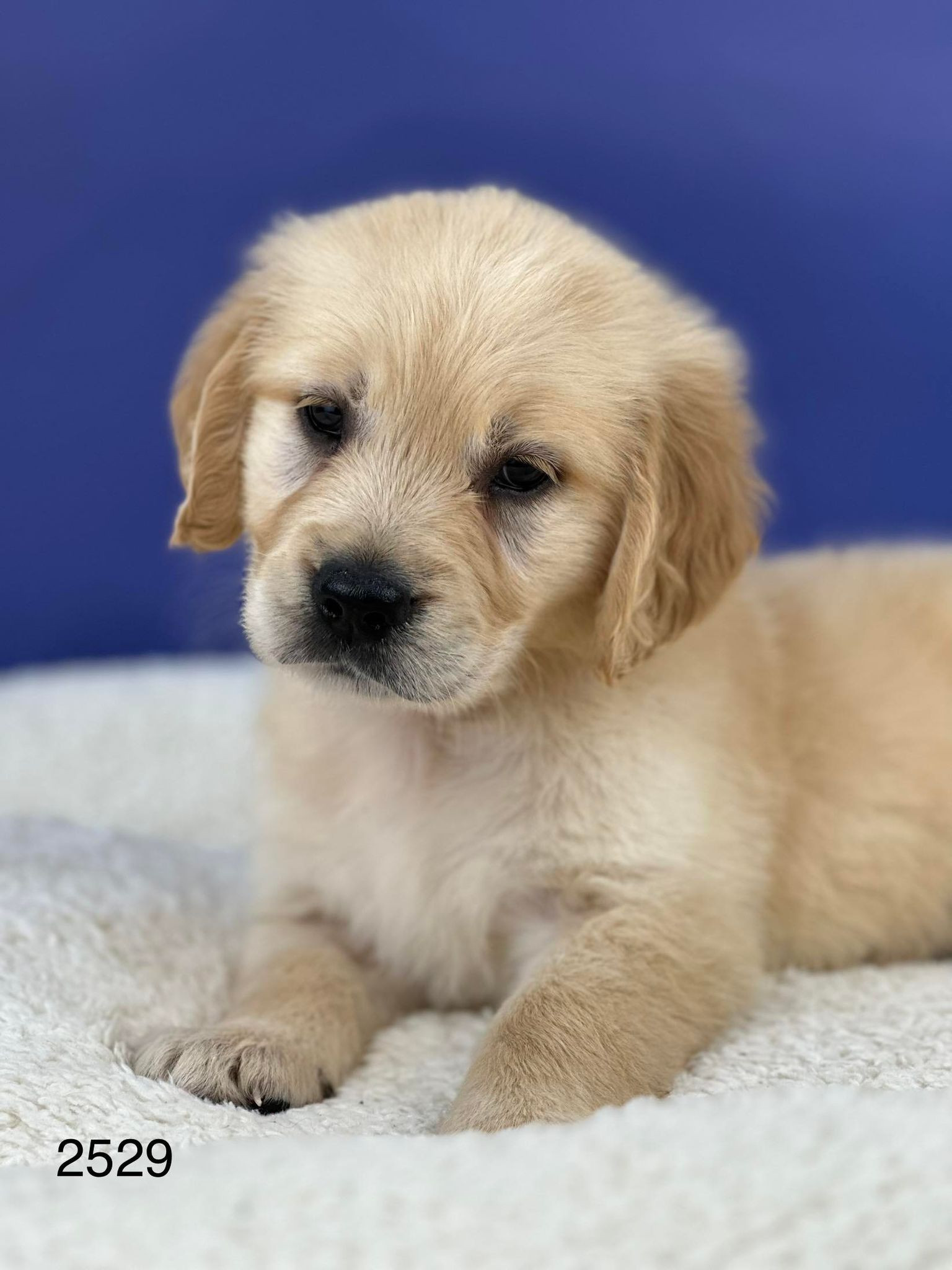Free Puppies Syracuse Ny