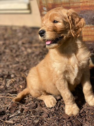 happy goldendoodle puppy playing in the mulch and looking out to the distance