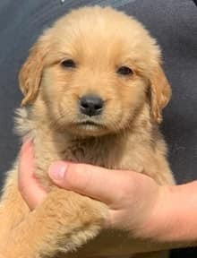 Akc Golden Retriever Puppies For Sale Male Female Golden Puppies