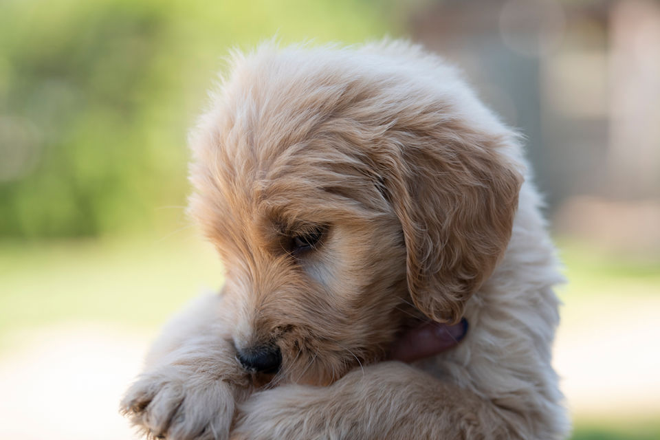 cute goldendoodle puppy staring off in the distance in the backyard of Golden Puppies