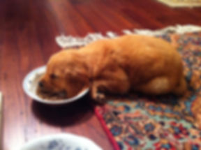Goldenpuppies