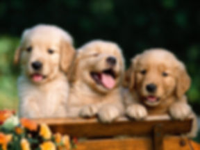 three golden retriever puppies playing together