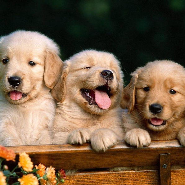 ※Peanuts さん専用です Golden Puppy Stephanie - Golden Retriever Puppy For Sale in Pennsylvania