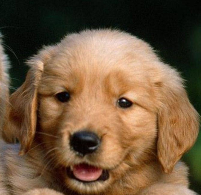 golden retriever puppy for sale golden puppies